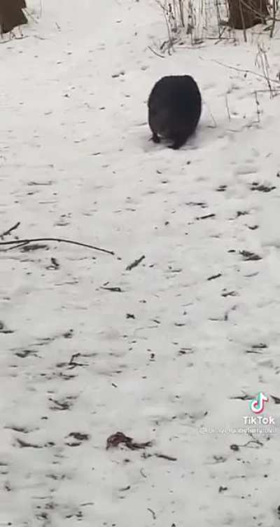 Turns out beavers can be quite aggressive and territorial.