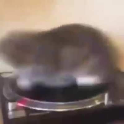 Fofo