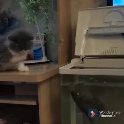 Don't pet the fish.