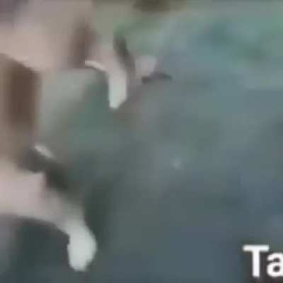 El perro se culio ala gallinaaa