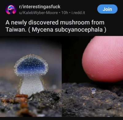 Shroomy!