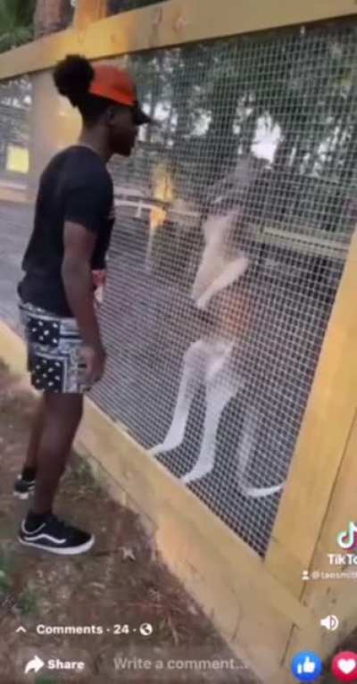 Squaring up to a harmless kangaroo and poking it with a stick to prove your ego