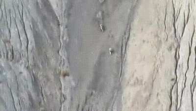 Snow leopard running from the top of the mountain to hunt a sheep shows incredible agility.