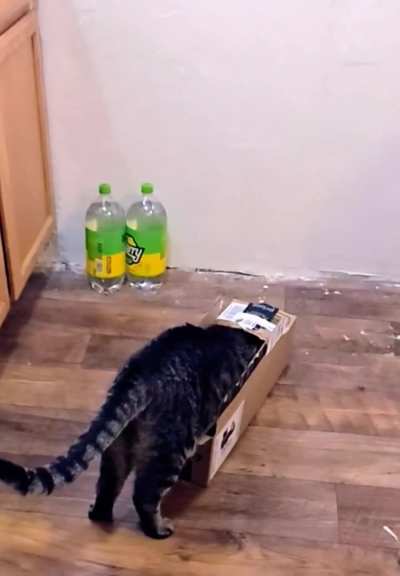 Treats were so close, yet so far.