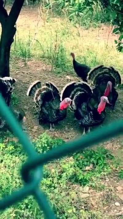 Vitas Chickens