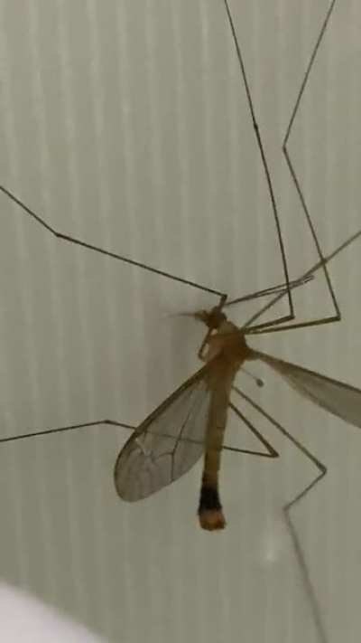 Found this weird one in my shower today. Southeast Brazil, don&rsquo;t recall ever seeing one