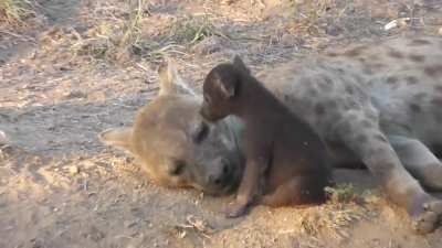Mama Hyena