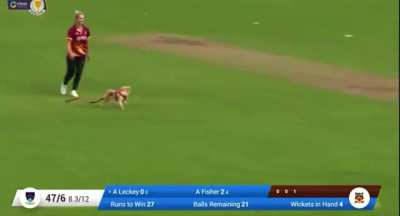 Good Ballboy To The Rescue