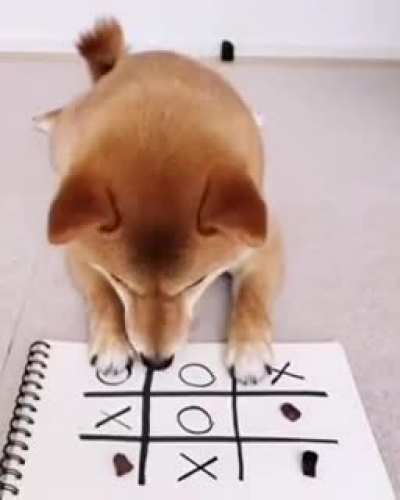 Doge will win