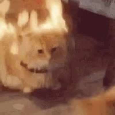 This Wunk is on FIRE. Quickly blow on HIM!!!.