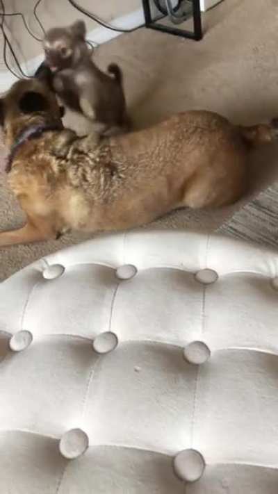 Was a little nervous when my roommate brought a dog home&hellip;