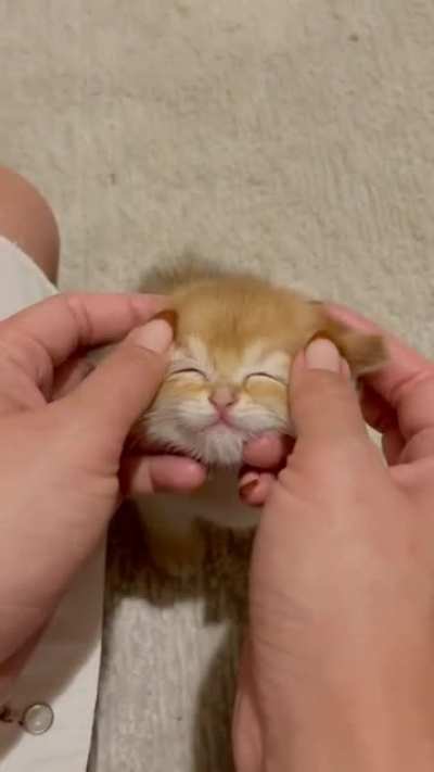 Smol and cute.
