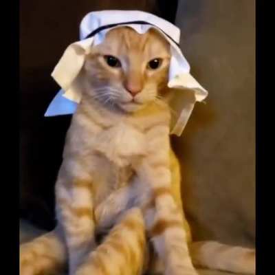 gato arabe gato arabe