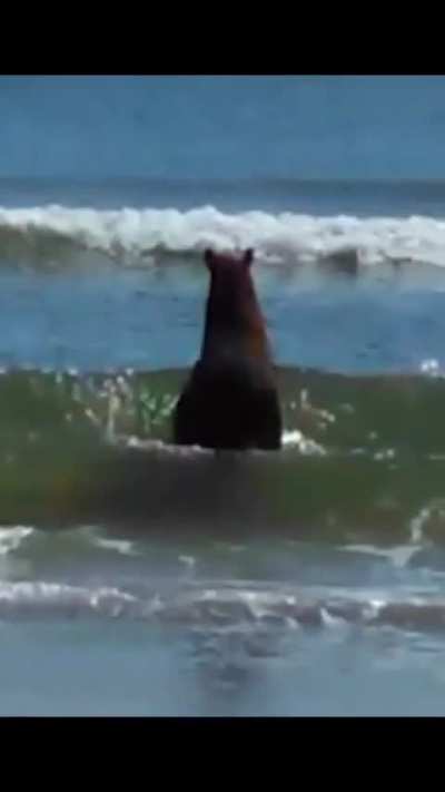 cri horse &eth;&cent;