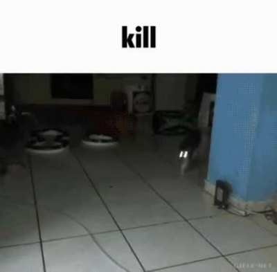rule 💀