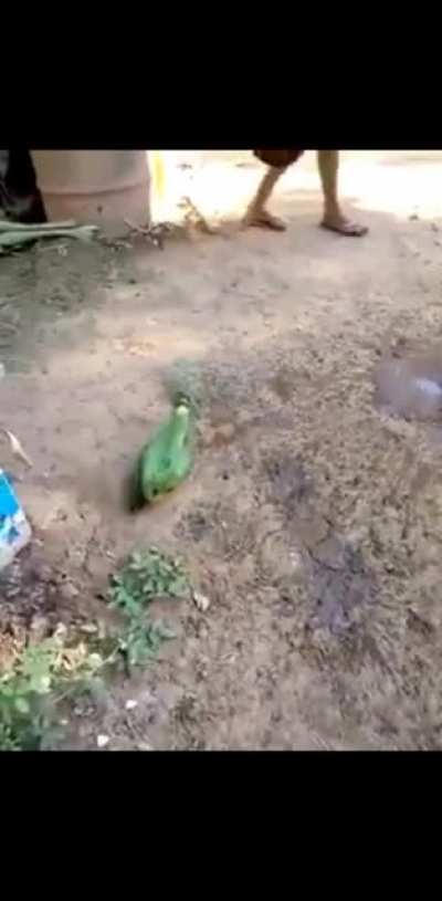 Rapariga &eacute; O'ce