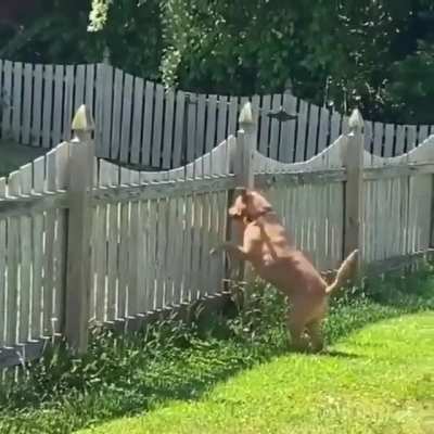 Here fren... this came into my yard