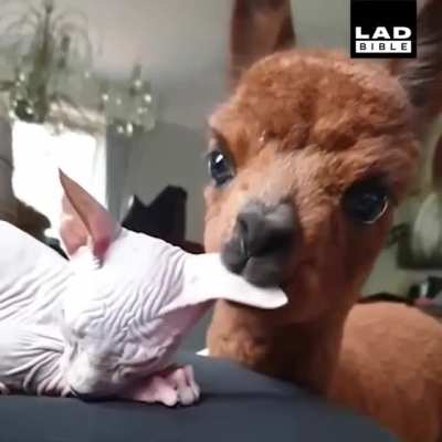 Mr. Bigglesworth!