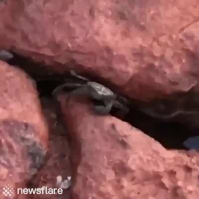 Crab.