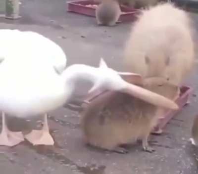 Your friends can live. You look tastey