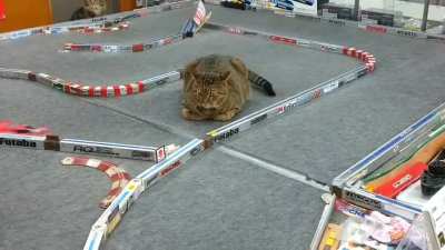 Get off the track silly cat caw caw