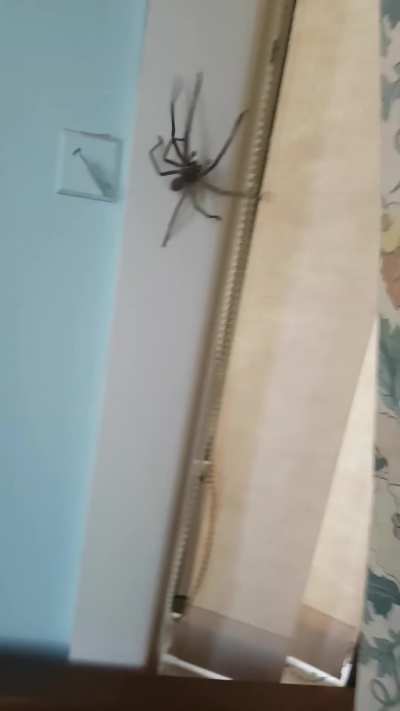 smallest spider in Australia