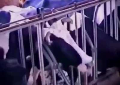 This cow&rsquo;s intelligence freeing itself and the other cows