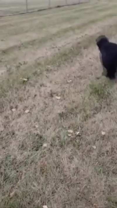Doggo doesn&rsquo;t see fence 🤦&zwj;♂️