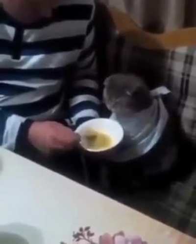 Kedi &ccedil;orba i&ccedil;iyor