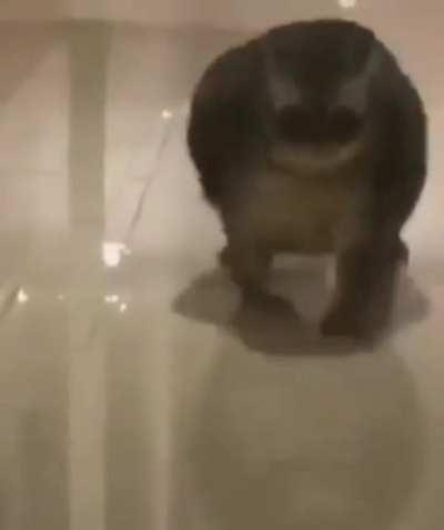 Dadadadada