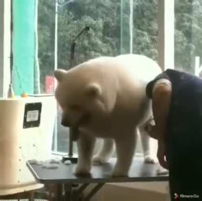 A chonky, chonky chonk if you will