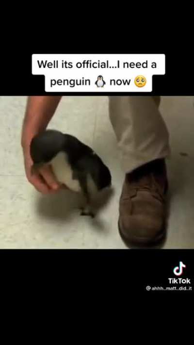 I&rsquo;d sell my soul to get a pet penguin.