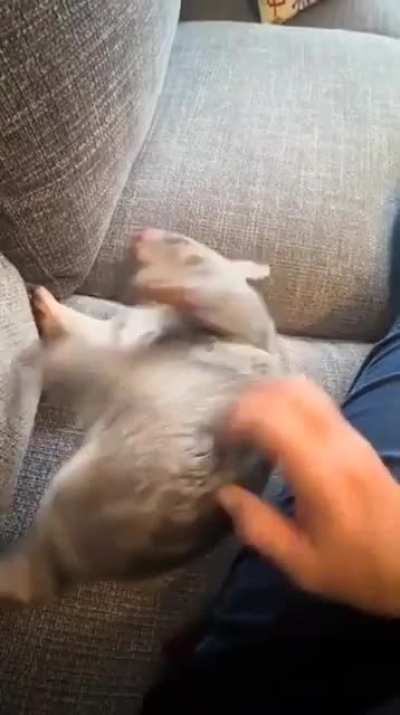 just a little bunny having fun😍