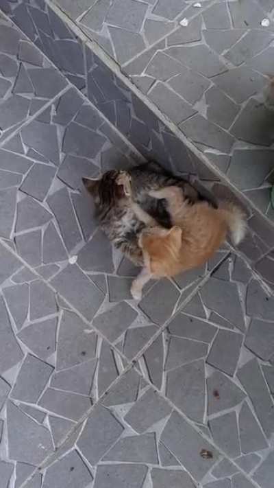 The most adorable thing in the world is sibling cats playing with each other