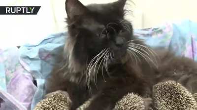 А у нас сегодня кошка родила вчера ежат