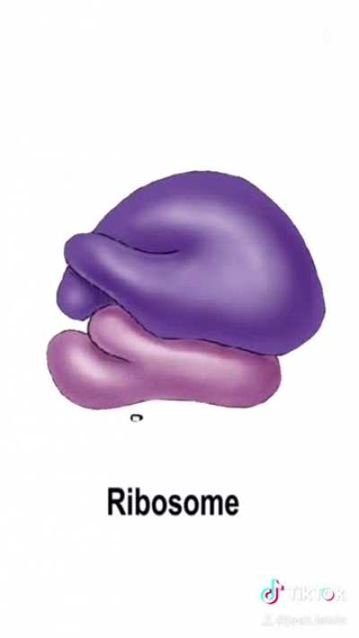 Just mRNA things