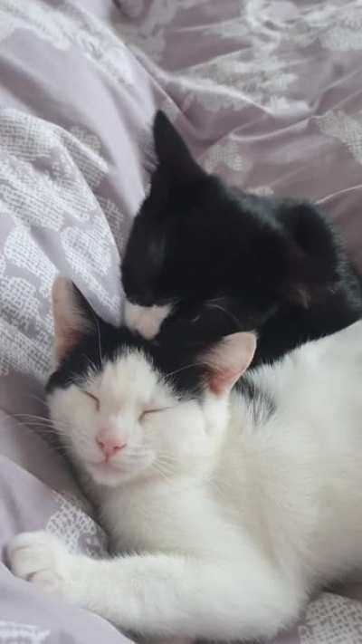 The way they wash each other is so precious