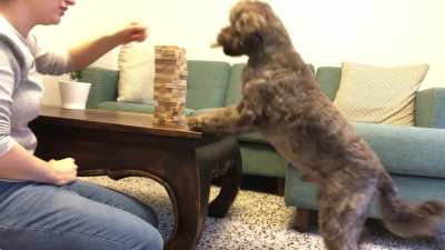 During lockdown I taught my pup Jenga and he&rsquo;s starting to get pretty good!