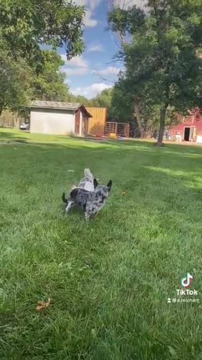 He&rsquo;s a speedy old boy
