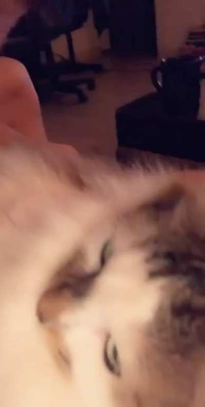 This is almost silent but definitely the maximum volume output for my cat (reposted because the first try failed to upload properly)