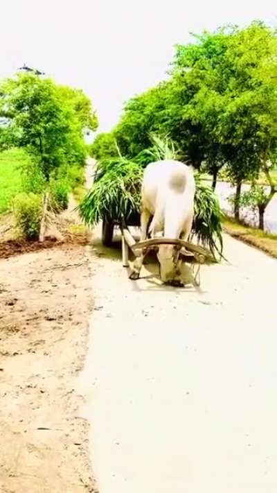 Subhanallah سبحان الله