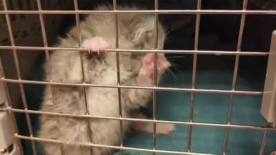 foster criminal is a screamer