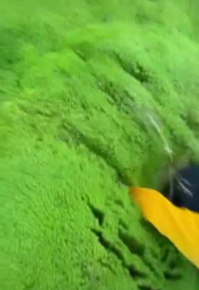 Alpine moss
