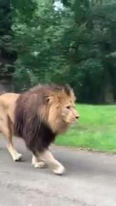 Probably just had his lunch.