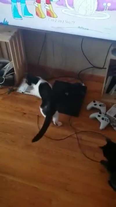Pretty sure this is the first time they&rsquo;ve seen a mouse