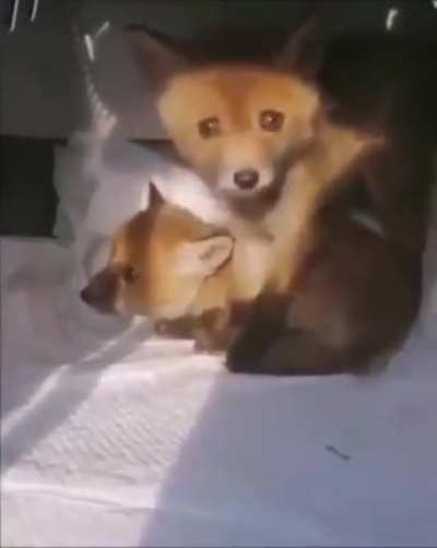 H O N K