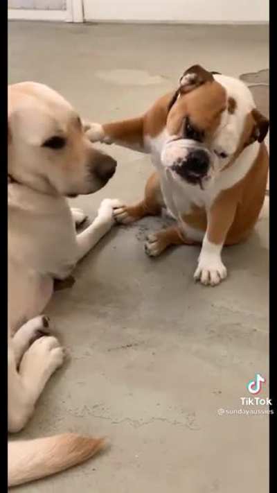 Bulldog blessings