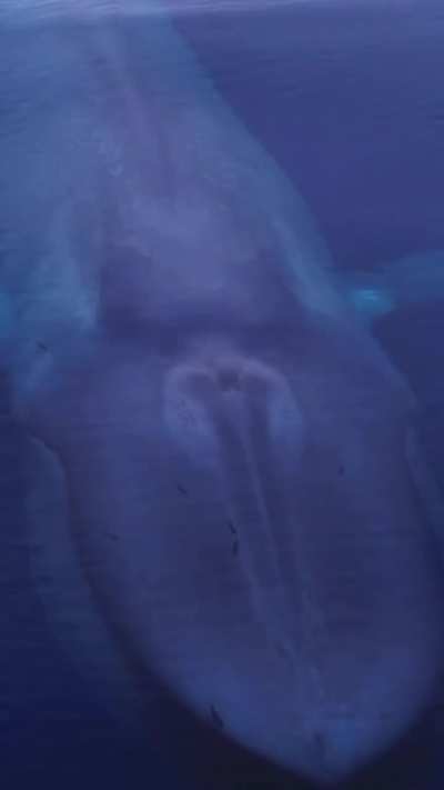 Blue whale coming up for air