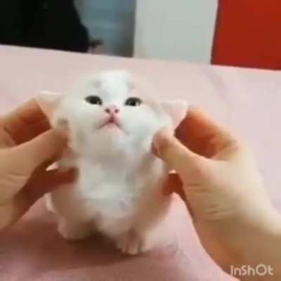 Fofo