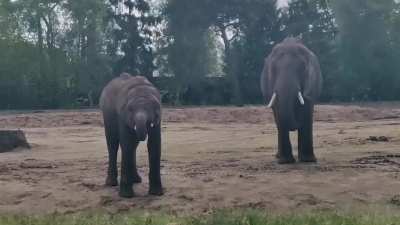 Elephants making fart noises with their trunks